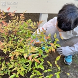 記念樹のナンテン植樹の様子