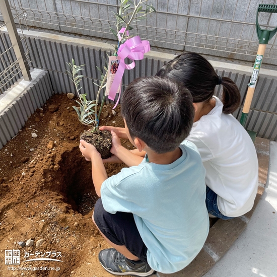 記念樹のオリーブ植樹の様子