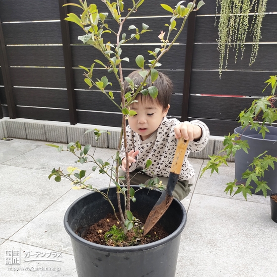 記念樹植樹の様子