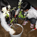 大阪府生駒郡三郷町ジューンベリーとキンカンの植樹風景