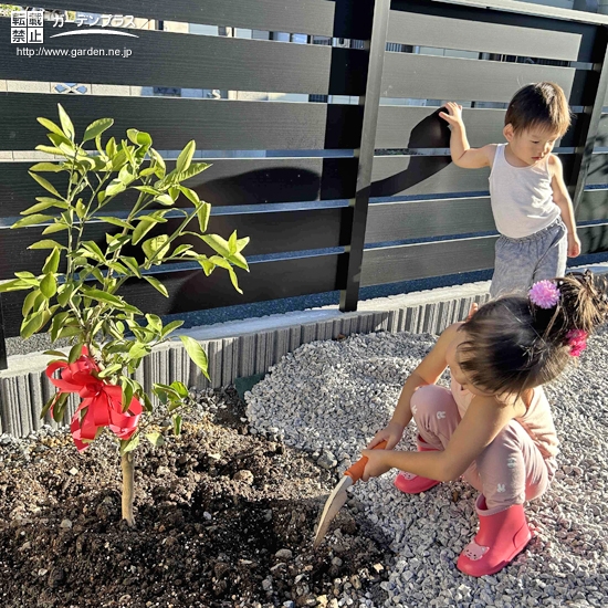 記念樹植樹の様子①