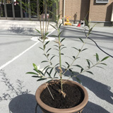 岐阜県多治見市オリーブとレモンの植樹風景