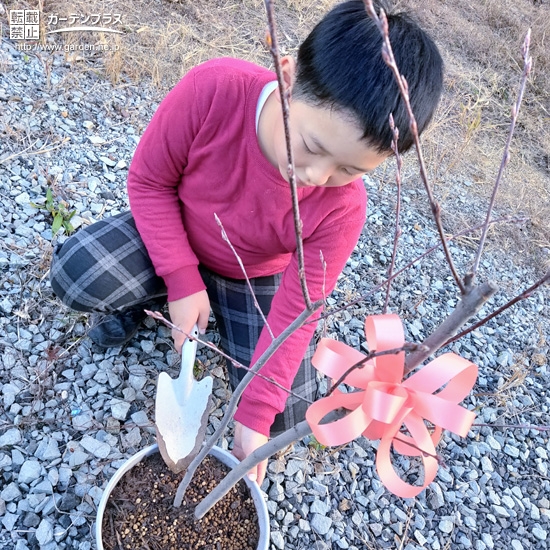 記念樹植樹の様子