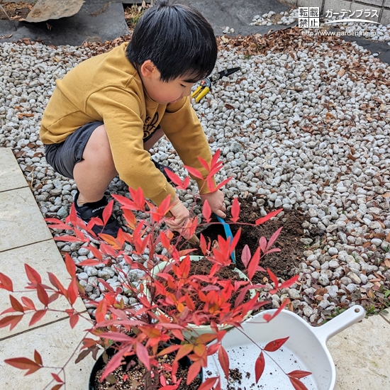 記念樹植樹の様子