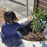 記念樹植樹の様子