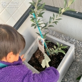 記念樹植樹の様子