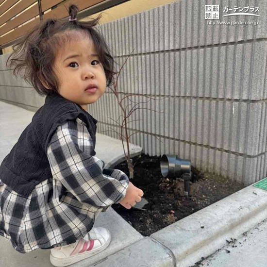 記念樹のもみじ植樹の様子①