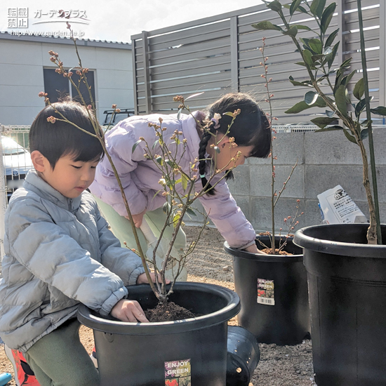 記念樹植樹の様子