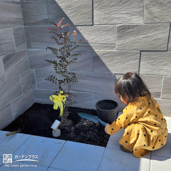 記念樹植樹の様子