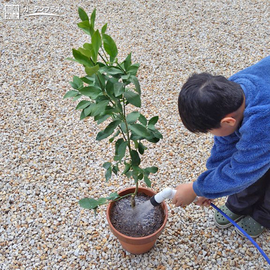 記念樹植樹の様子②