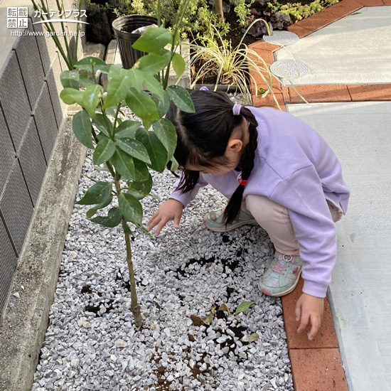 記念樹植樹の様子②