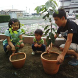 栃木県小山市ジューンベリーとセイヨウニンジンボクとレモンの植樹風景