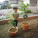 栃木県小山市ジューンベリーとセイヨウニンジンボクとレモンの植樹風景