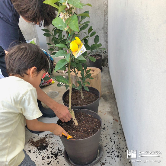 記念樹植樹の様子