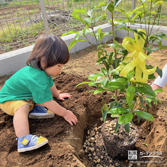 記念樹植樹の様子