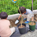 記念樹植樹の様子