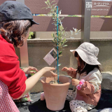 記念樹植樹の様子