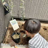 記念樹植樹の様子②