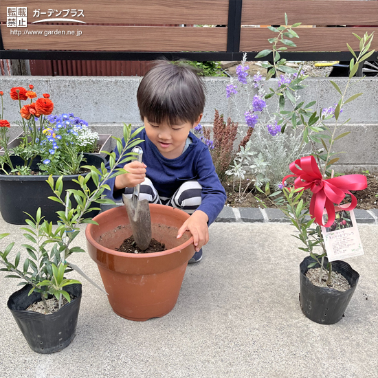 記念樹植樹の様子①