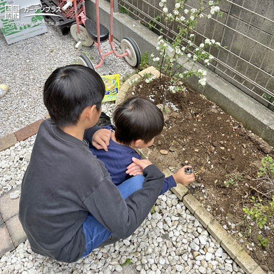 記念樹植樹の様子②