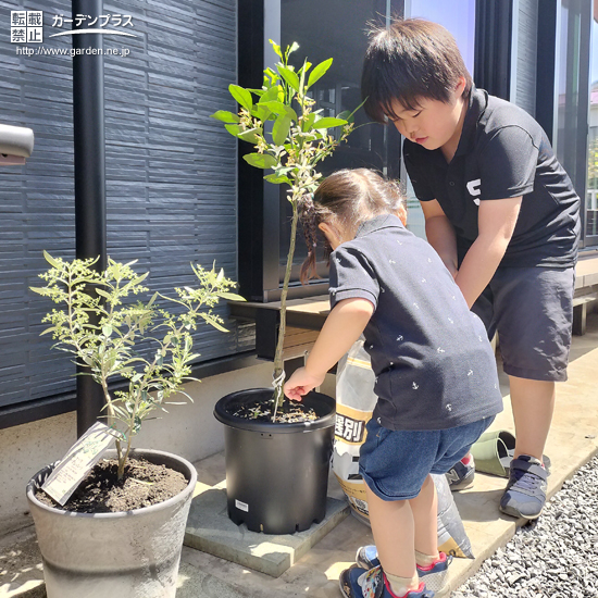 記念樹植樹の様子