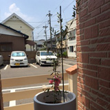愛知県名古屋市北区オリーブの植樹風景