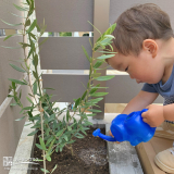 記念樹植樹の様子