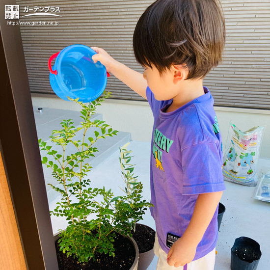 シマトネリコへ水やりの様子