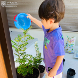 シマトネリコへ水やりの様子