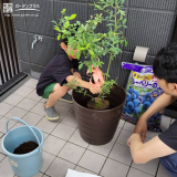 記念樹植樹の様子