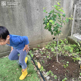 植樹した樹木