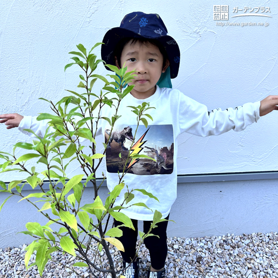 記念樹植樹の様子