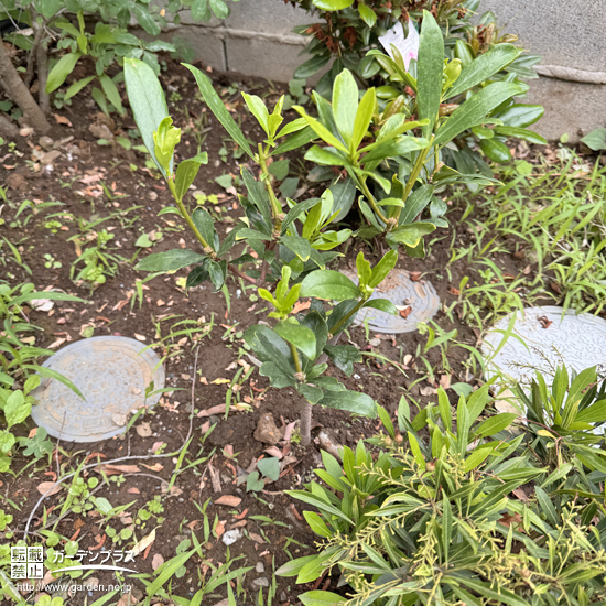 植樹したジンチョウゲ