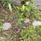 植樹したジンチョウゲ
