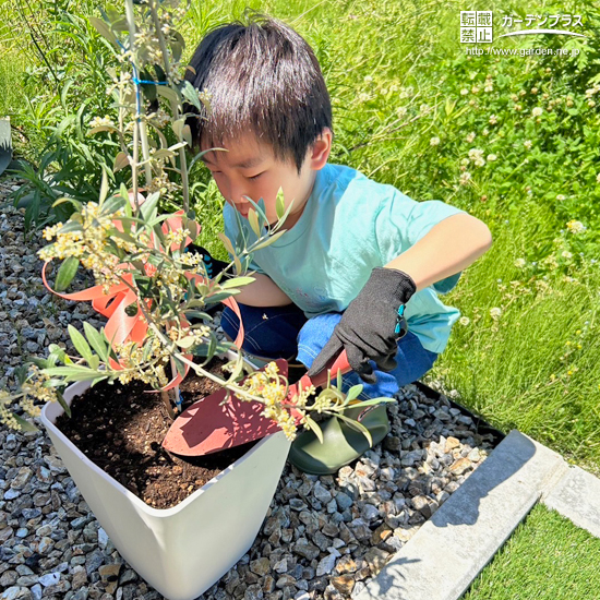 記念樹植樹の様子