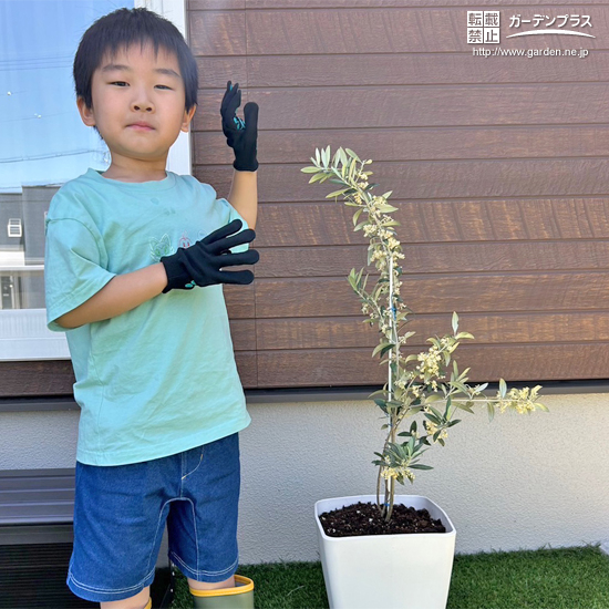 記念樹植樹の様子