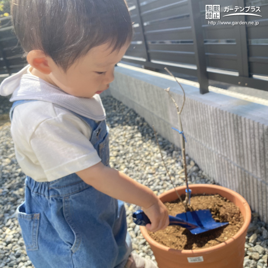 記念樹植樹の様子