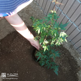 記念樹のもみじ植樹の様子