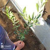 記念樹のオリーブ植樹の様子