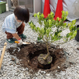 記念樹植樹の様子
