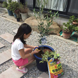 愛知県西尾市オリーブの植樹風景