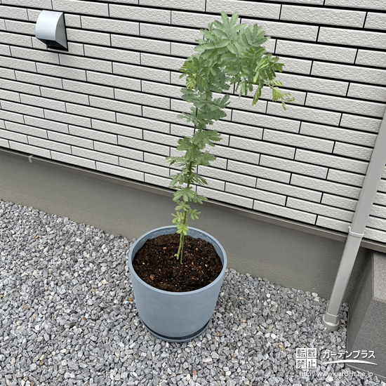 記念樹のミモザ