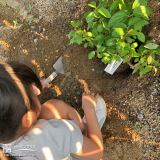 記念樹植樹の様子