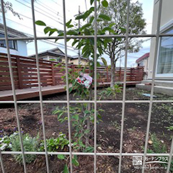 植えていただいた記念樹