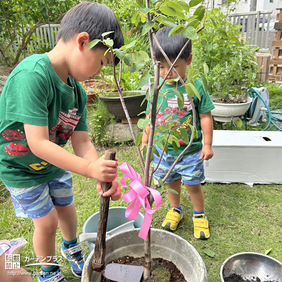 記念樹植樹の様子②