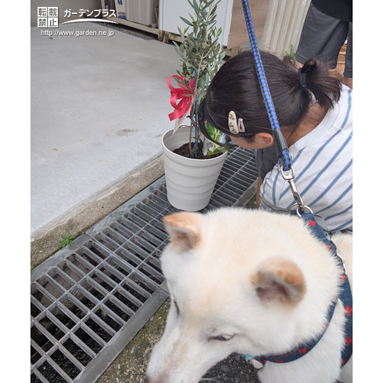 記念樹植樹の様子