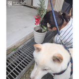 記念樹植樹の様子