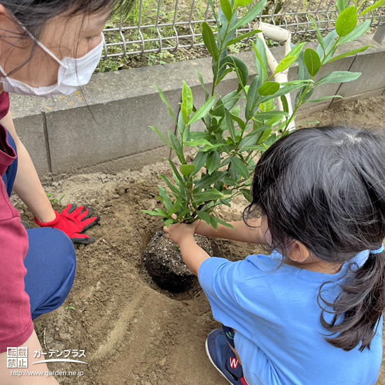記念樹植樹の様子②