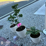 記念樹植樹の様子③