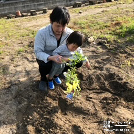 ブルーベリー植樹の様子②